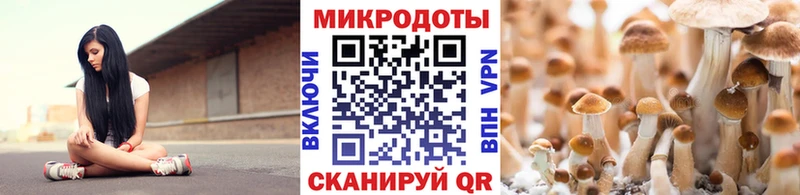 Псилоцибиновые грибы Psilocybine cubensis Конаково